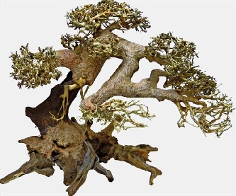 Bonsai Treibholz L - 30x20x25cm