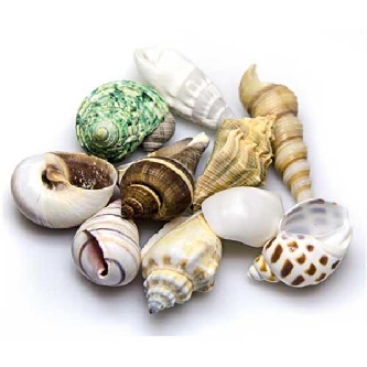 Hobby Deko Sea Shells Set M - 10Stk. Beutel