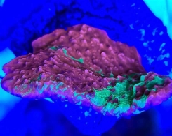 Korallenableger - Montipora grafted