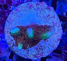 Korallenableger - Steinkoralle - Montipora Bubblegum