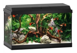 Primo 60 LED schwarz - Aquarium - 61x31x37cm