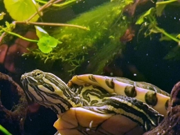 Mittelamerikanische Schmuckschildkröte - Trachemys venusta