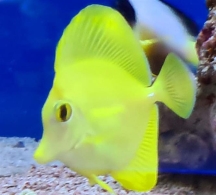gelber Hawaii-Doktorfisch - Zebrasoma flavescens