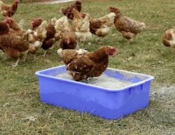 Badewanne für Hühner und Geflügel blau 62x39cm