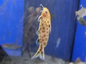 Kuckucks-Fiederbartwels - Synodontis petrico. PINK