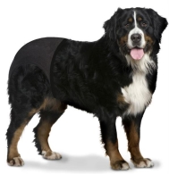 Schutzhöschen Dog Pants 60-70cm