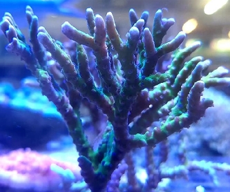 Korallenableger - Anacropora sp.