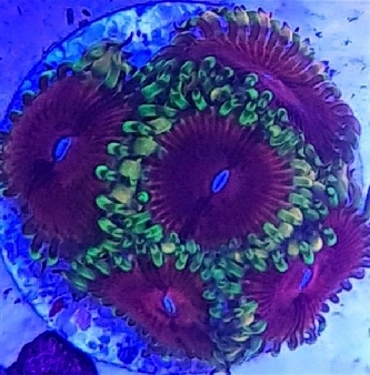 Korallenableger - Zoanthus "Purple Monster"