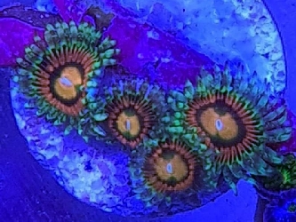 Korallenableger - Zoanthus Incinerators