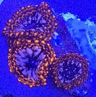 Korallenableger - Zoanthus utter chaos