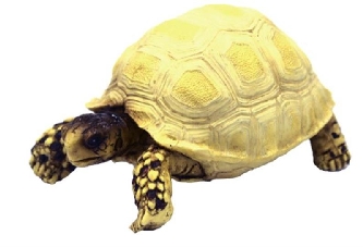 Deko Turtle 3 - Schildkröte - 10x6x5cm