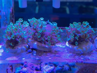 Korallenableger - Goniopora grün