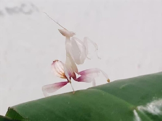 Orchideen Mantis - Hymenopus coronatus