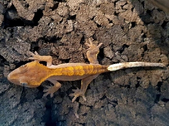 Kronengecko - Rhacodactylus ciliatus - S