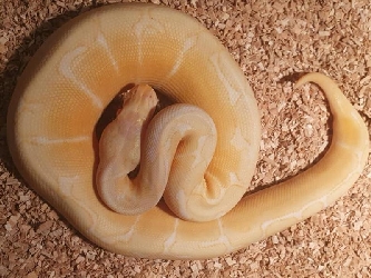 Königspython orangealbino spider - Python regius