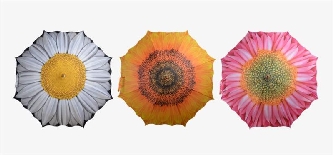 Regenschirm Blume - Sonnenblume, Gerbera oder Magerite