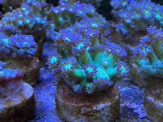 Korallenableger - Margeritenkoralle Goniopora sp. grün/blau