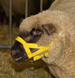 Halsriemen für Schafe Nylon 60cm - gelb