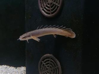 Senegal-Flösselhecht - Polypterus seneglus - long fin