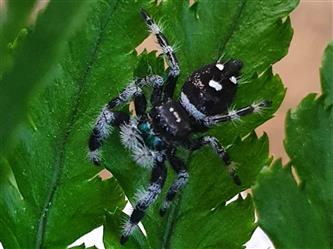 Springspinne - Phidippus regius "bahama"