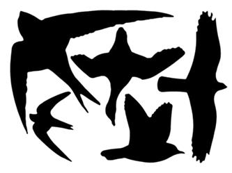 Vogelsilhouetten schwarz 5 Sticker - 33x23cm
