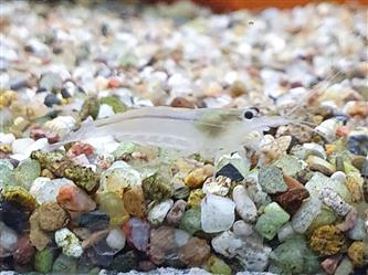 Amanogarnele WHITE - Caridina multidentata