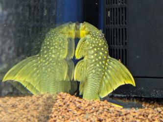 L200a High Fin - Baryancistrus demantoide - 8-10cm