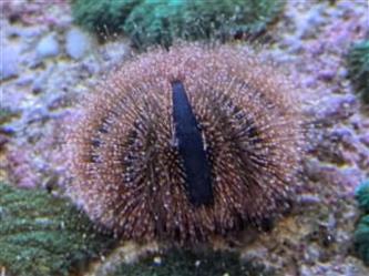 Kugelseeigel - Mespilia globulus
