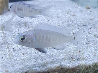 Weißlippen Buntbarsch Placidochromis Phenochilus Mdoka WHITE