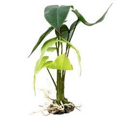 Alocasia grün - Kunststoffpflanze - 20x20x45cm