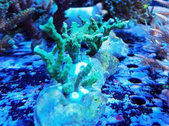 Korallenableger - Montipora stellata