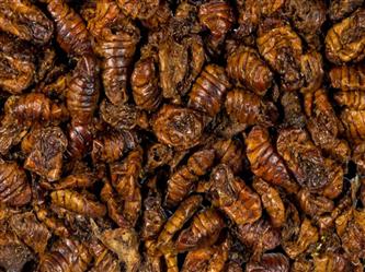 VOTO Seidenraupen-Puppen Koi-Tops - 1,5kg