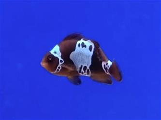 Samt-Anemonenfisch - Premnas biaculeatus - Lighting