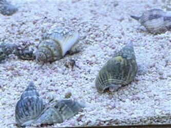 Kronen-Netzreusenschnecke - Nassarius coronatus