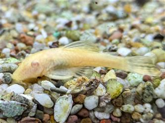 Tüpfelantennenwels albino - Ancistrus - L