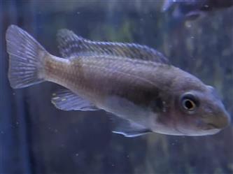 Schabemundmaulbrüter - Labeotropheus fuelleborni