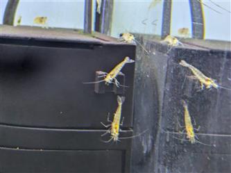 Caridina multidentata algenfressend -  Garnele YELLOW
