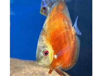 Diskus Red Cover - 8-10cm