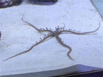 Kettenglied-Schlangensstern - Ophiolepis annulosa