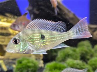 Erdfresser Rio - Araguaia Geophagus sveni