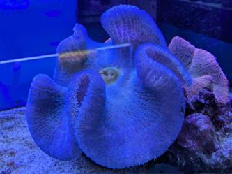 Teppichanemone blau - Stichodactyla haddoni - XL