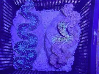 Mördermuschel - Tridacna maxima ultra - 12-15cm