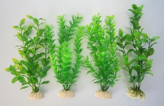 Aquariumpflanzen Pflanze medium grün       OR