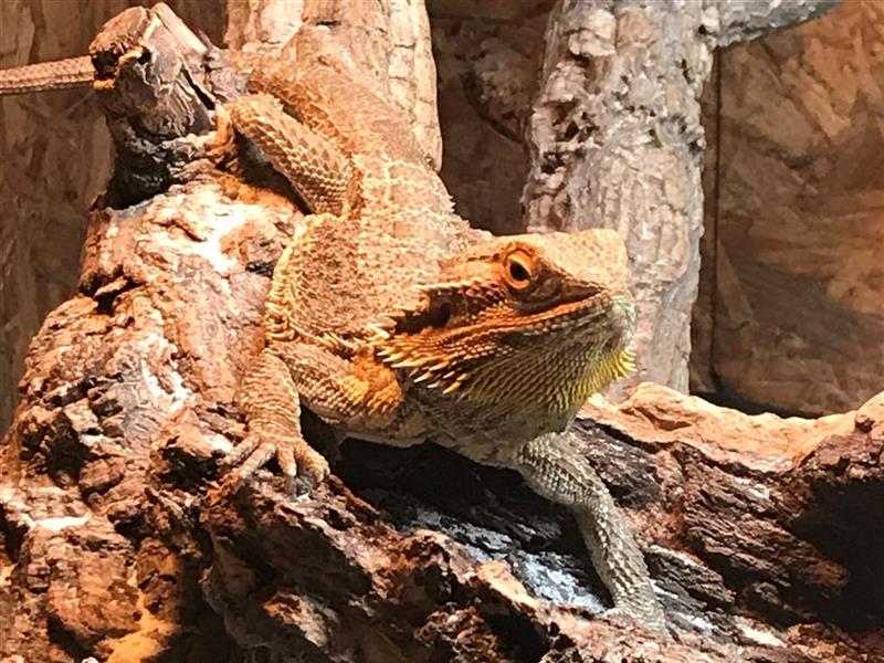 Bartagame Liegt Nur Rum Hat Augen Zu