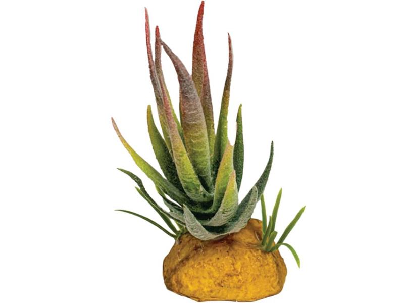 aqua clean aloe vera LIZ ALOE VERA MOISTURE AQUA SOOTHING GEL 98% 10oz