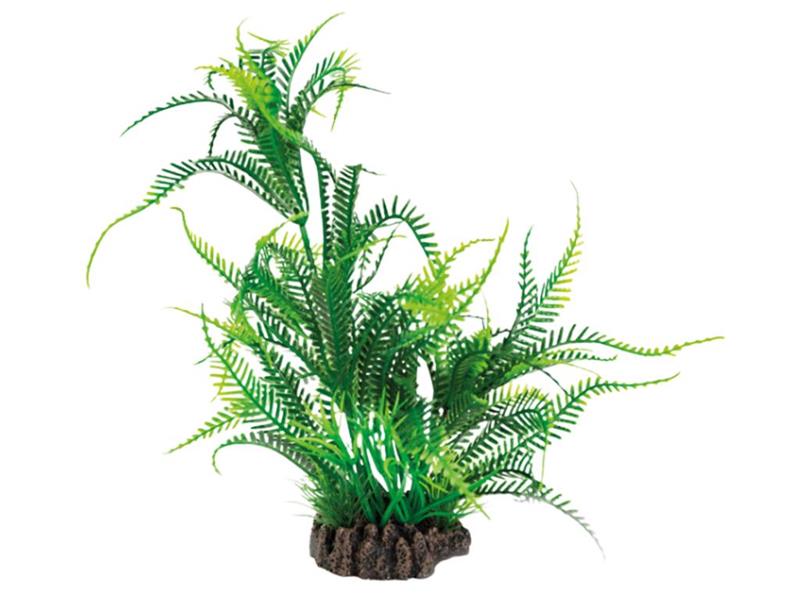 epipremnum pinnatum marble variegata pflege Epipremnum Pinnatum Marble Variegata – Foliage Dreams