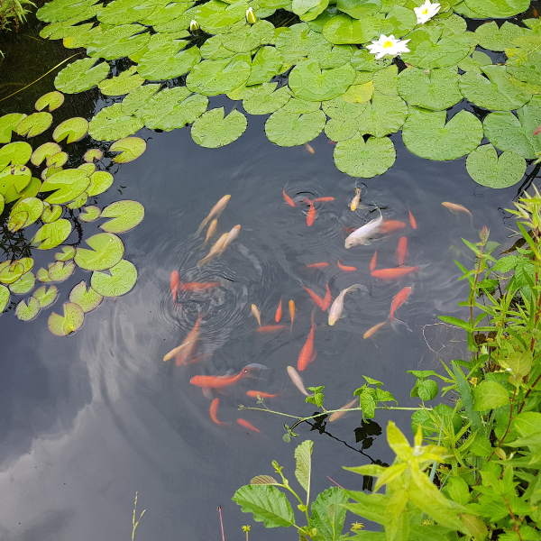 Gartenteich Gartenteich