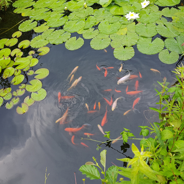 Gartenteich