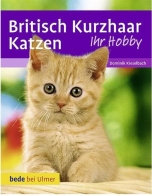 Britisch Kurzhaar Katzen - Ulmer
