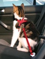 Auto Geschirr für Katzen 20-50cm/15mm, rot